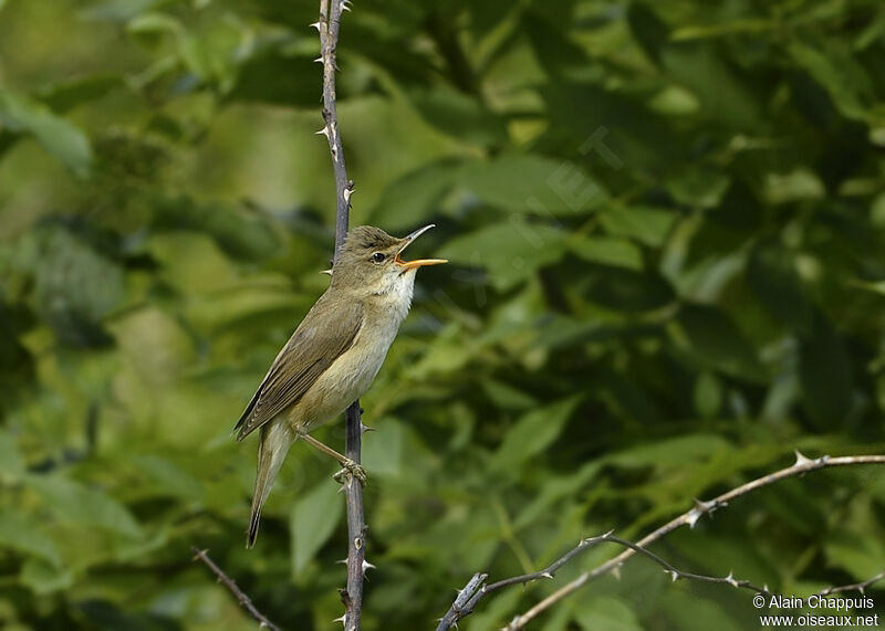 Marsh Warbler male adult breeding, identification, song, Behaviour