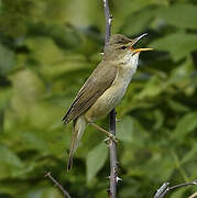 Marsh Warbler