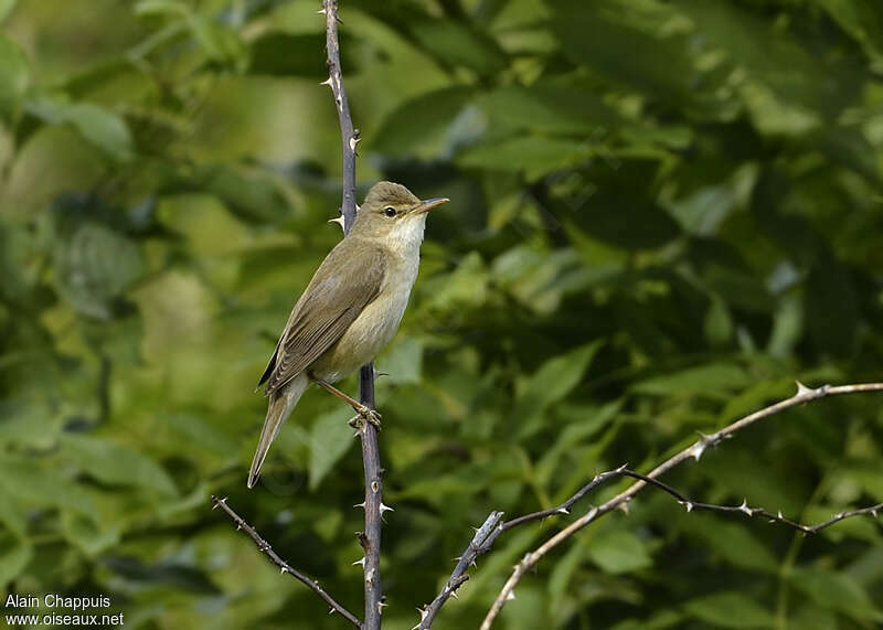 Marsh Warbler male adult breeding, identification