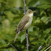 Marsh Warbler