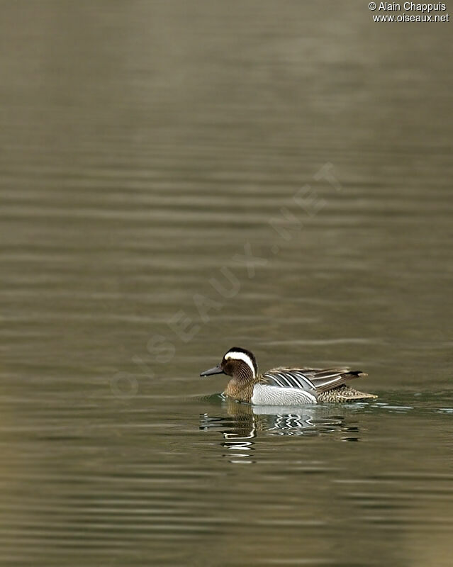 Sarcelle d'été mâle adulte, identification, Comportement