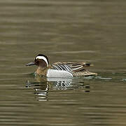 Garganey