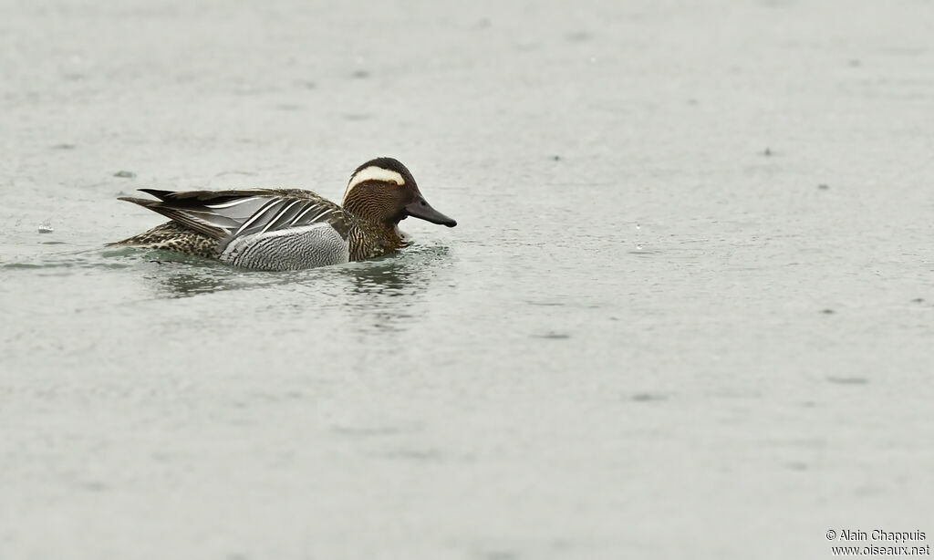 Garganey male adult, identification, Behaviour