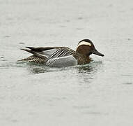 Garganey