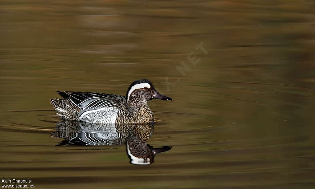 Garganeyadult breeding, swimming