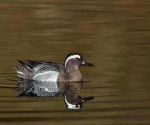 Garganey