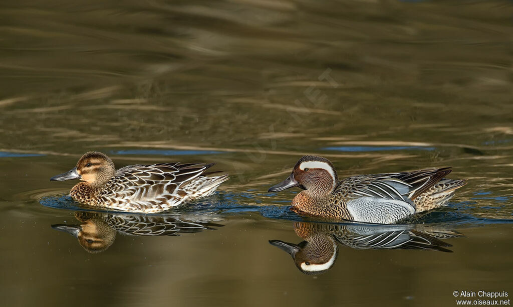 Garganeyadult, swimming, courting display