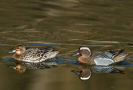 Garganey