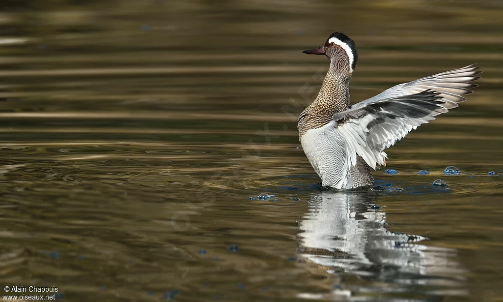 Garganey male adult