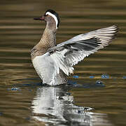 Garganey