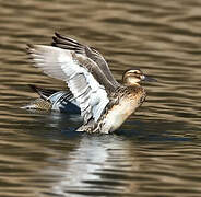 Garganey