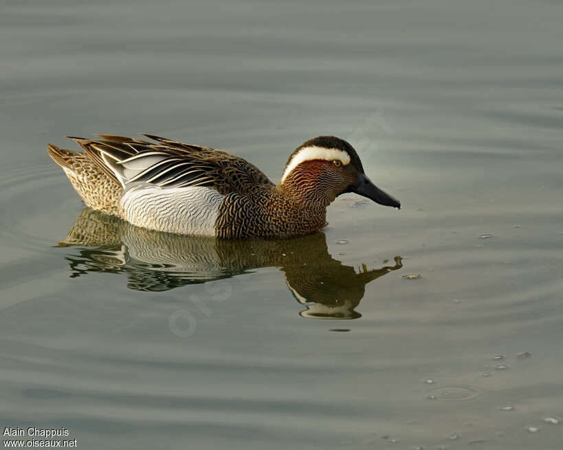 Sarcelle d'été mâle adulte, identification