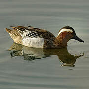 Garganey