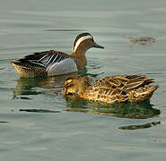 Garganey