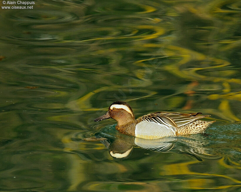 Sarcelle d'été mâle adulte, identification, Comportement