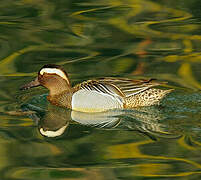 Garganey