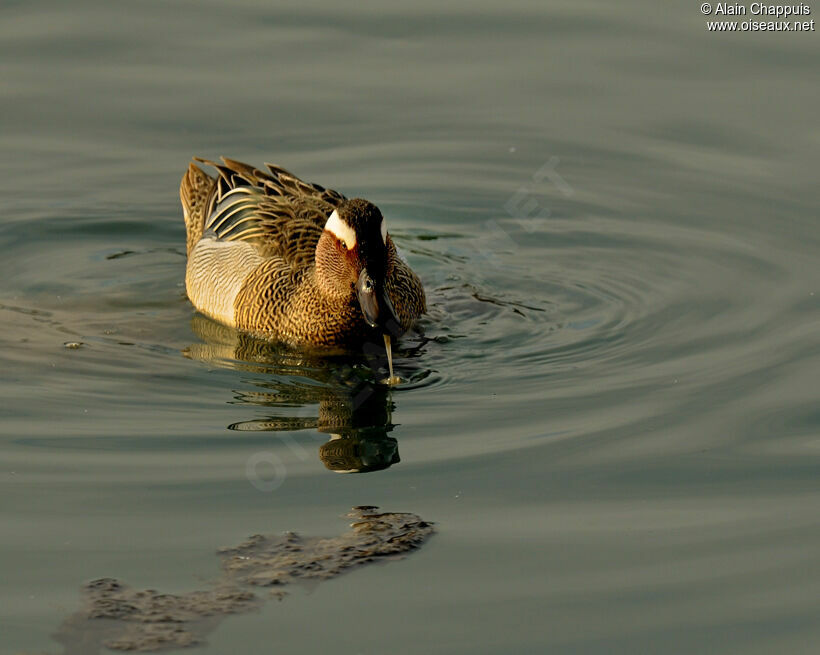 Garganey male adult, identification, Behaviour