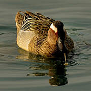 Garganey