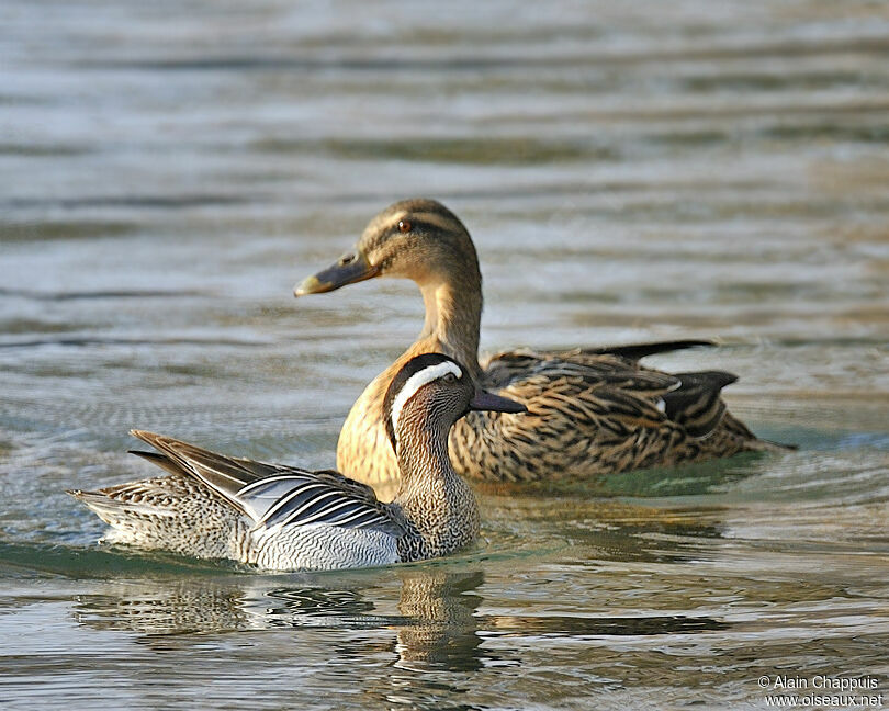 Sarcelle d'été mâle adulte, identification, Comportement