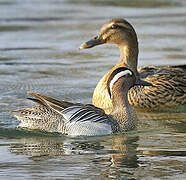 Garganey