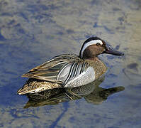 Garganey