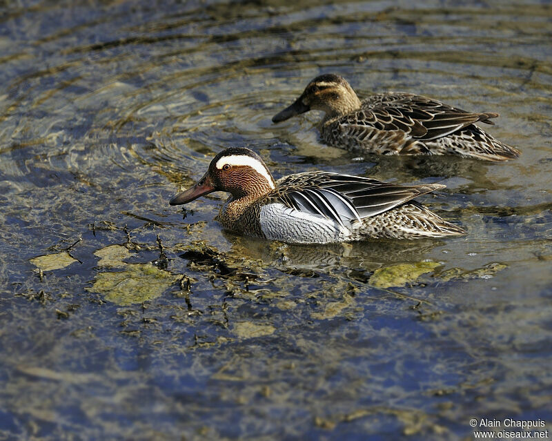 Sarcelle d'été adulte, identification, Comportement