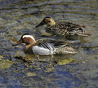 Garganey