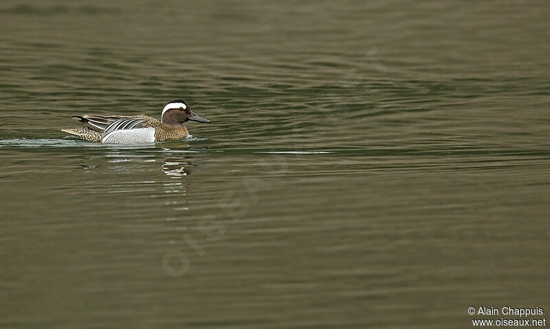 Sarcelle d'été mâle adulte, identification, Comportement