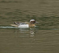 Garganey