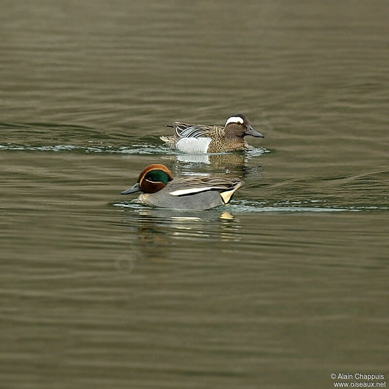 Garganey male adult, identification, Behaviour