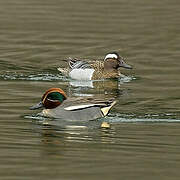 Garganey