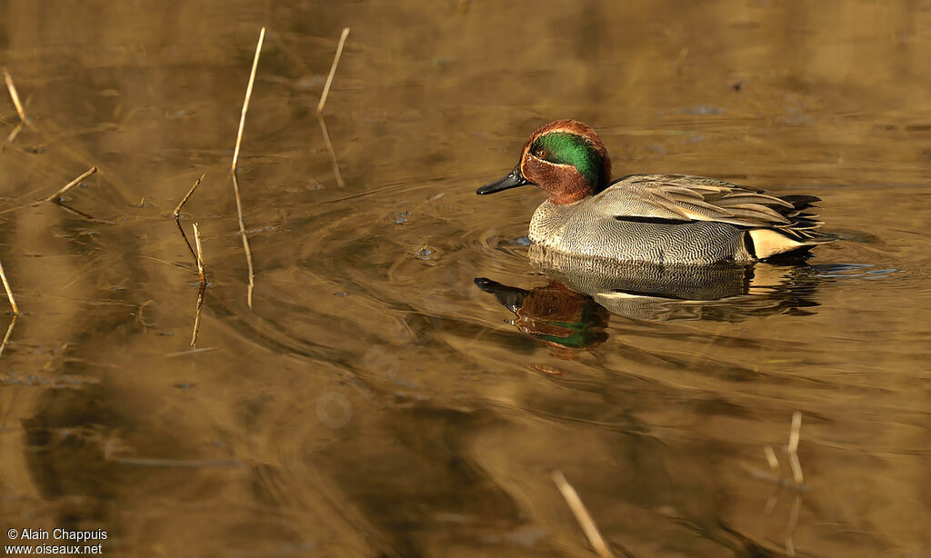 Sarcelle d'hiver, identification, Comportement