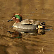 Eurasian Teal