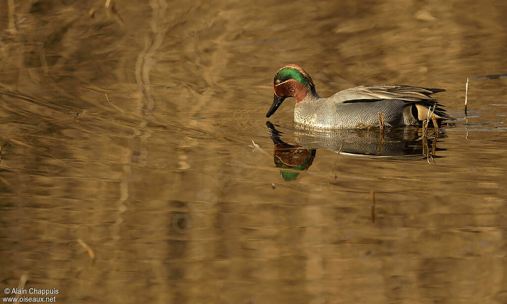 Eurasian Teal male adult, identification, feeding habits, Behaviour