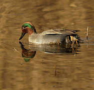 Eurasian Teal