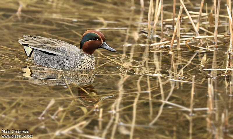 Sarcelle d'hiver mâle adulte, identification