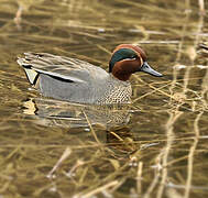 Eurasian Teal