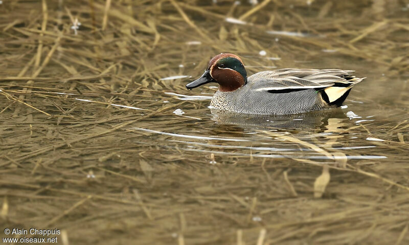 Sarcelle d'hiver mâle adulte, identification, Comportement