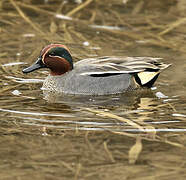 Eurasian Teal