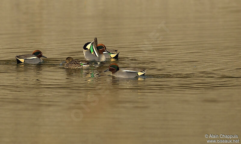 Eurasian Teal adult, identification, Behaviour