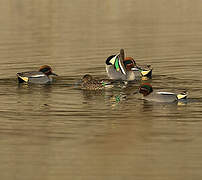 Eurasian Teal