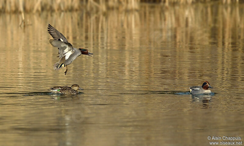 Sarcelle d'hiver adulte, identification, Vol, Comportement