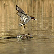 Eurasian Teal