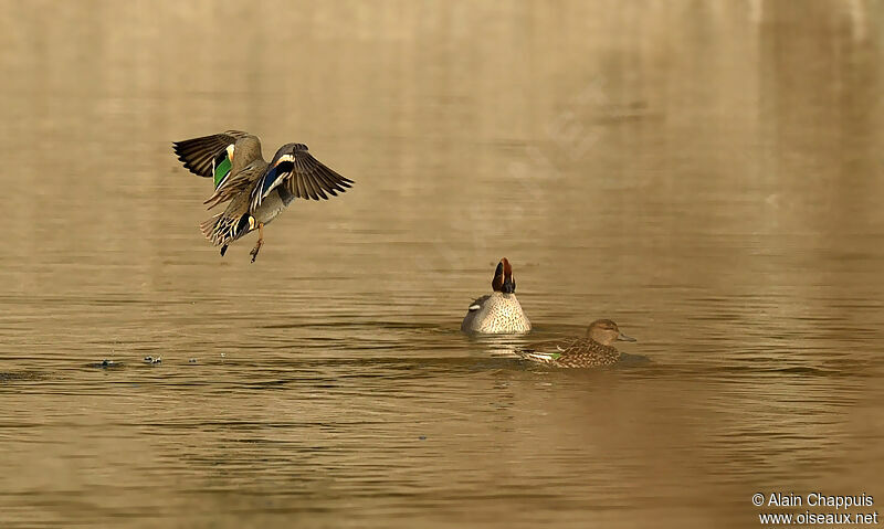 Eurasian Teal adult, identification, Flight, Behaviour