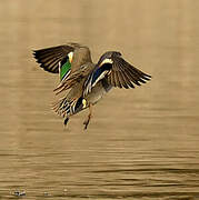 Eurasian Teal