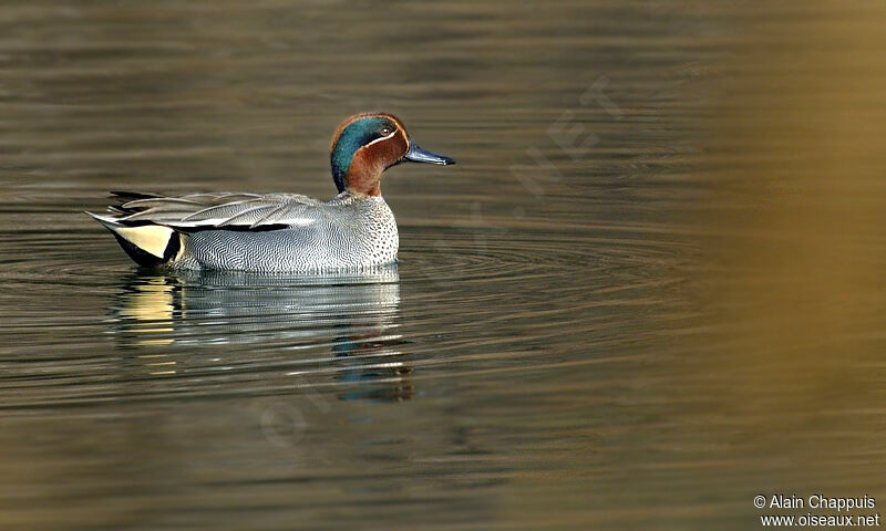 Eurasian Teal male adult, identification, Behaviour