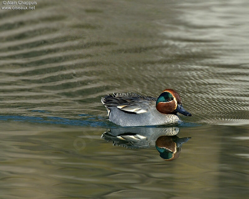 Sarcelle d'hiver mâle adulte nuptial, identification