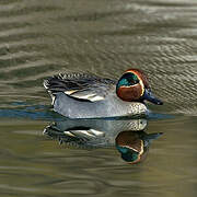 Eurasian Teal