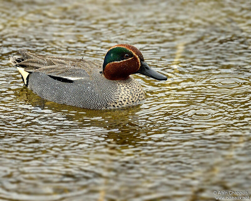 Eurasian Teal male adult, identification, Behaviour