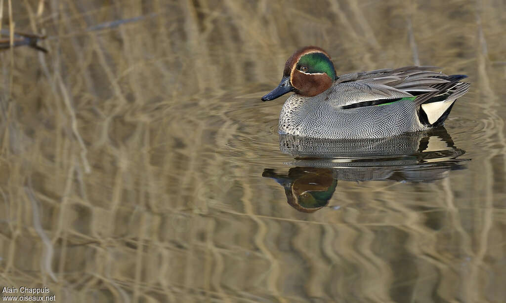 Eurasian Teal male adult breeding, identification